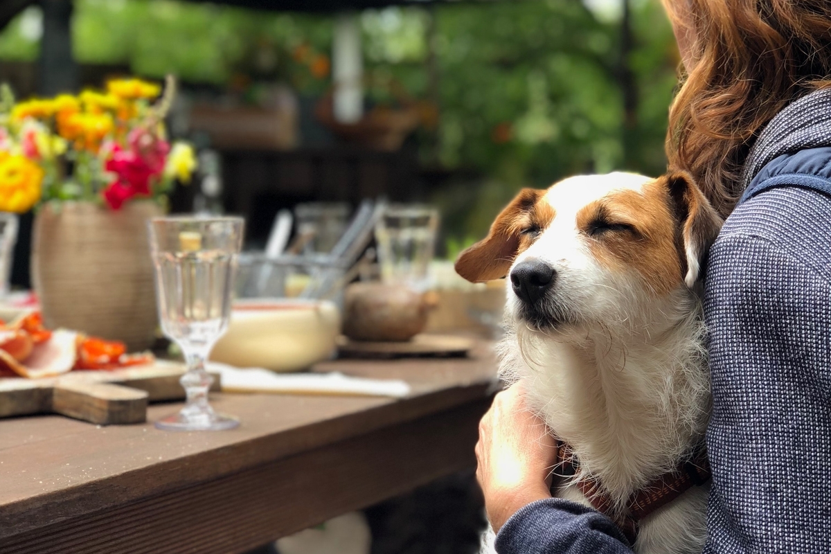 Picture of a happy pup at a picnic table.